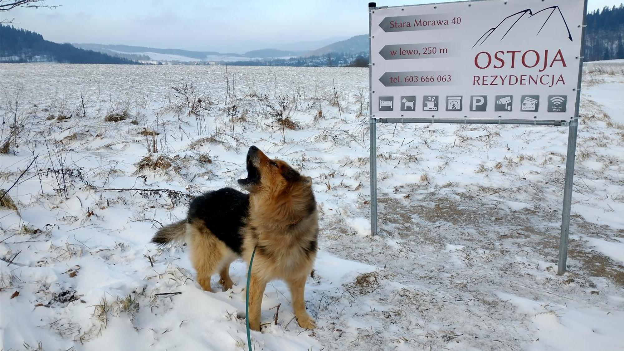 Rezydencja Ostoja Stronie Śląskie Εξωτερικό φωτογραφία